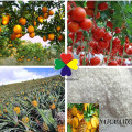 Regulador de crecimiento vegetal de folcisteína NATCA / AATC Precio en polvo